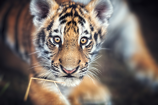 Тигренок-«капризуля» в барнаульском зоопарке запел — и попал на видео