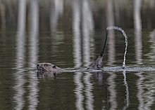 Карельский фотограф снял на видео заплыв бобра