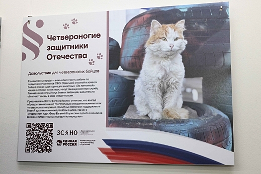 Евгений Люлин: «Дружба наших бойцов СВО и их питомцев – пример доброты и взаимовыручки»