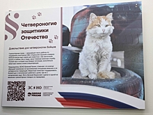 Евгений Люлин: «Дружба наших бойцов СВО и их питомцев – пример доброты и взаимовыручки»