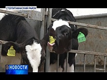 В хозяйстве Стерлитамакского района осваивают технологию выращивания коров из пробирки