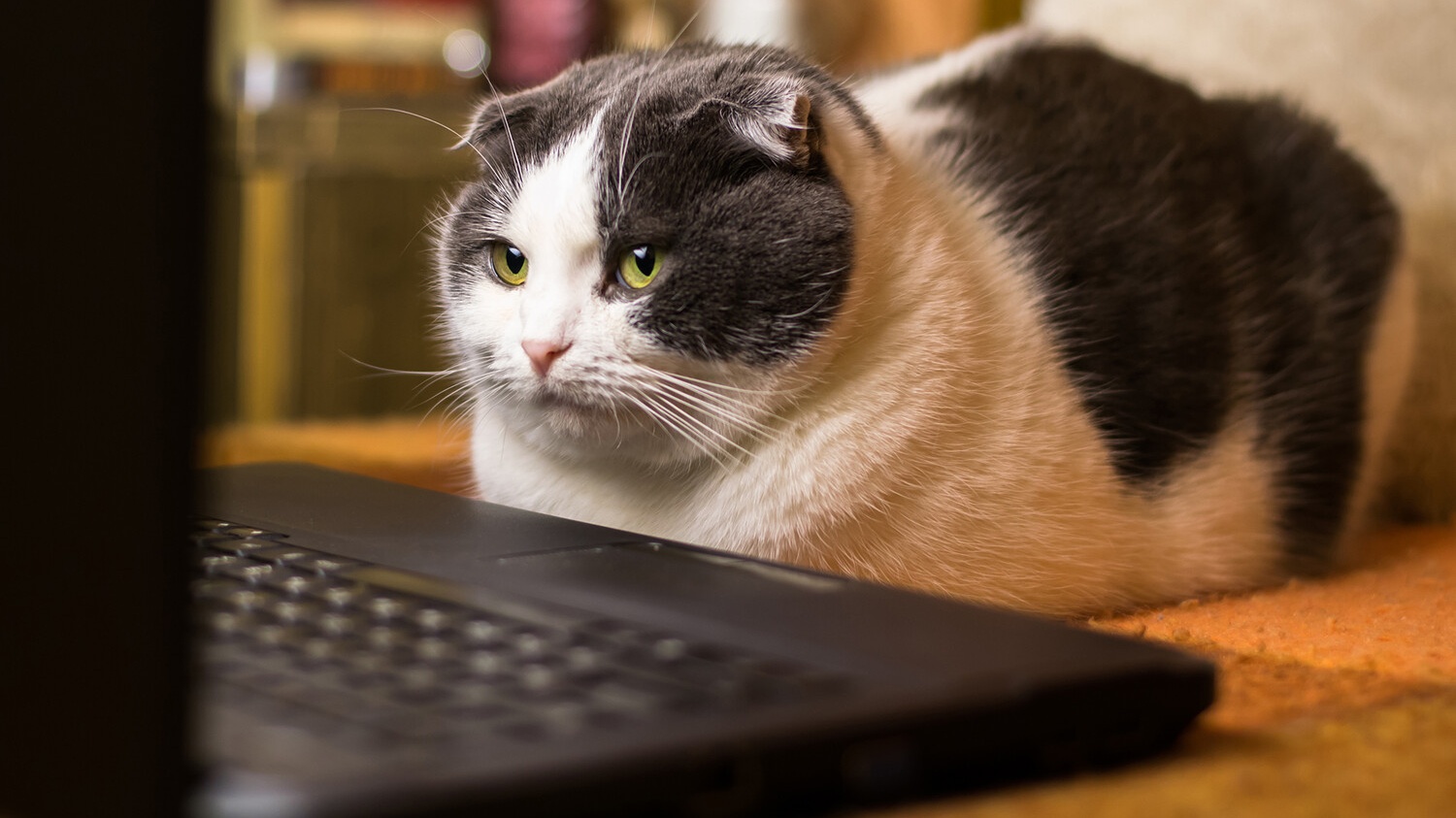 «Ростелеком» ответил на сообщения о «белых списках» для домашнего интернета