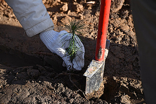 «Роснефть» высадила миллион саженцев