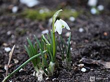 Подснежники распустились в Нижнем Новгороде в начале марта