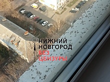 Эколог объяснил нашествие клопов на подоконниках нижегородцев нарушенной экосистемой