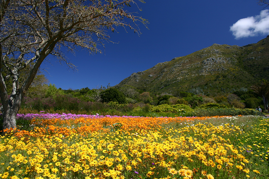 Сад Кирстенбош (Kirstenbosch National Botanical Garden), Кейптаун, ЮАР, Африка