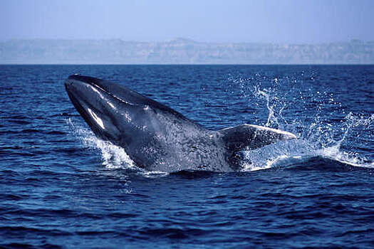 Биологи обнаружили в Марокко ранее неизвестного сухопутного предка кита