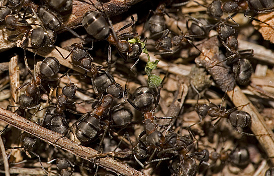 Биологи нашли самый большой муравейник Подмосковья