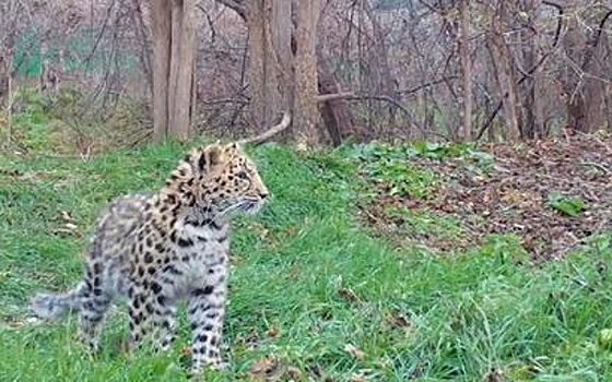 Специалисты рассказали о реабилитации спасенного леопарда в Приморье