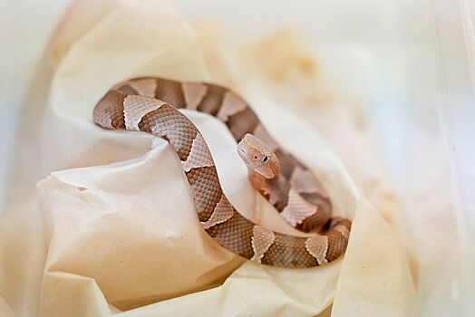 В Московском зоопарке родились детеныши мокасиновой змеи