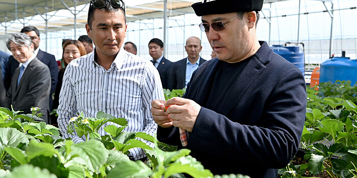 Президент Кыргызстана ознакомился с работой «умной» фермы в Чуйской области
