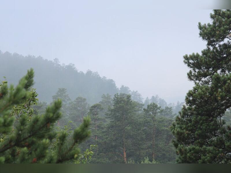 В Чите создали петицию за сохранение леса возле тубдиспансера
