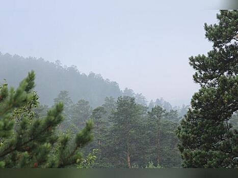 Проверка качества охраны лесов пройдёт в Забайкалье