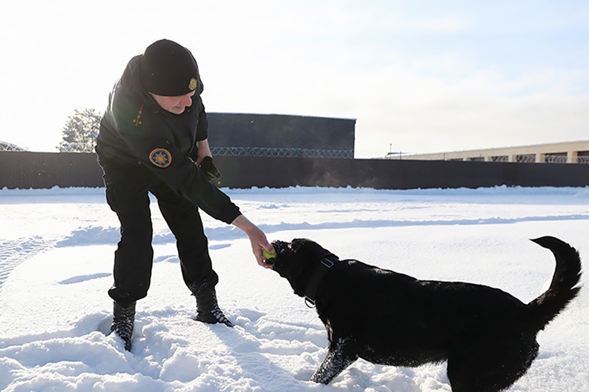 Лабрадор Дарк из Беларуси стал претендентом на премию «Лохматый Оскар»