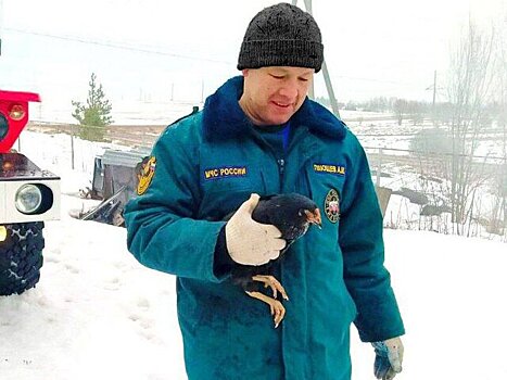 Пожарные спасли более десятка кур в Смоленской области