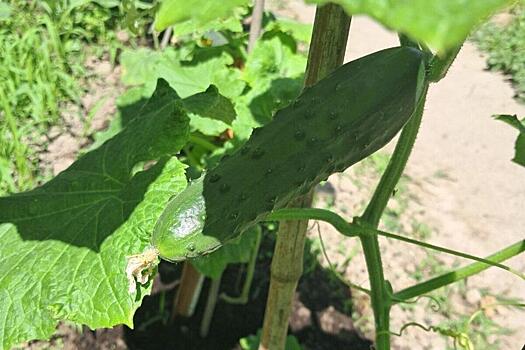 Ожившие огурцы: дедовский рецепт против белого налета в теплице