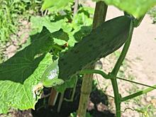 Ожившие огурцы: дедовский рецепт против белого налета в теплице