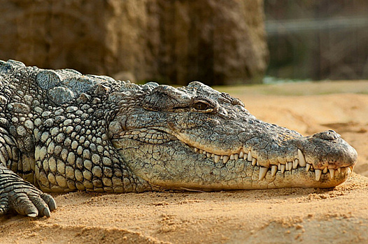 Тысячи крокодилов в Индии могут остаться без еды из-за пандемии