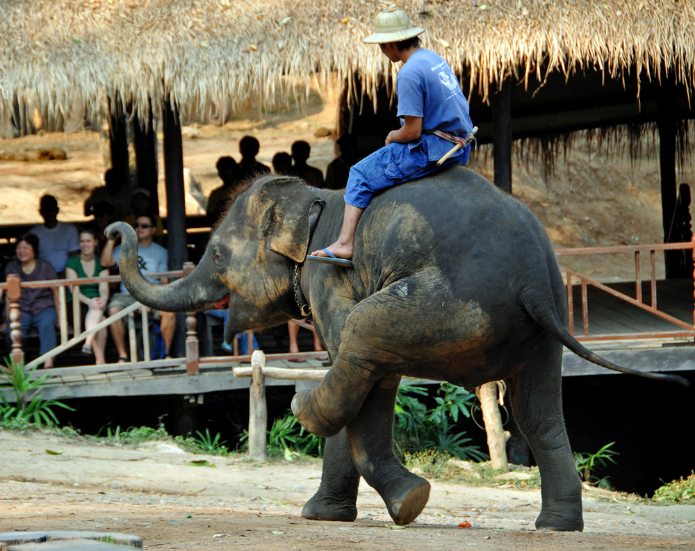 Вилла Maesa Elephant Camp, Чиангмай, Таиланд, Азия