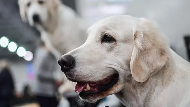 Эксперт дал рекомендации по покупке домашних животных