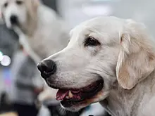 Эксперт дал рекомендации по покупке домашних животных