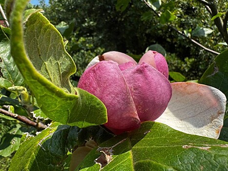 Магнолия второй раз за год нарядилась в бутоны в Сочи