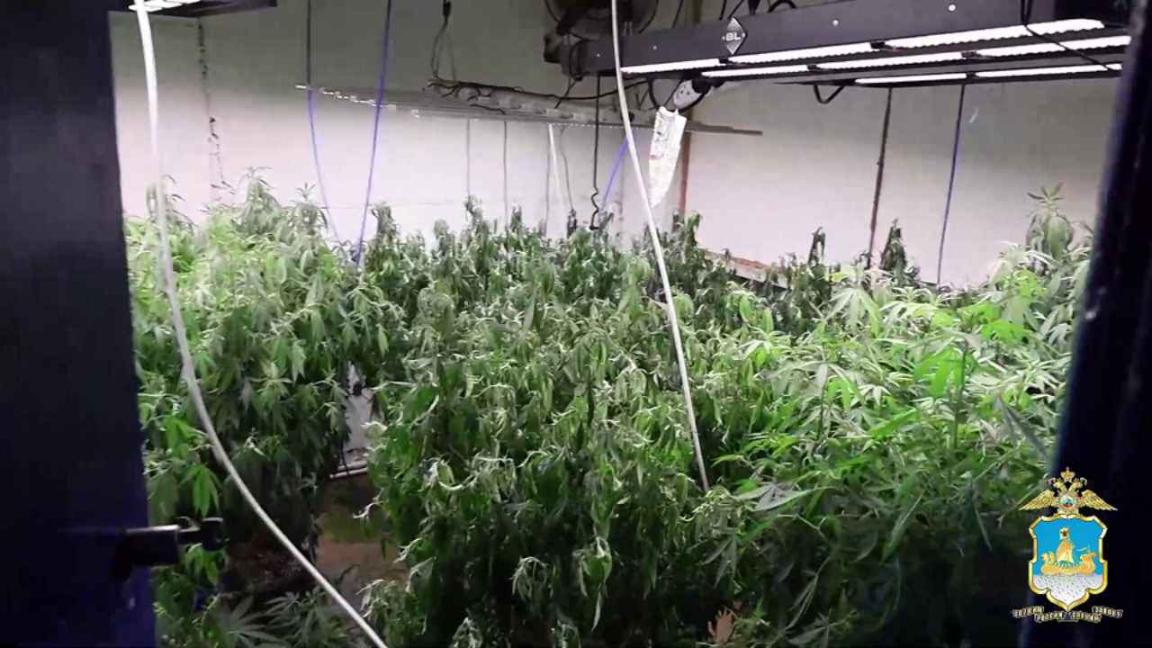 В Костроме полиция ликвидировала наркоплантацию в помещении бывшей АЗС и изъяла почти 4 кг марихуаны