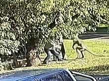 Австралиец подрался с кенгуру: видео