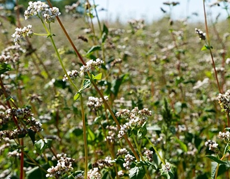 Гречиха: в поисках оптимального варианта