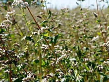 Гречиха: в поисках оптимального варианта