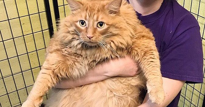 «Пушистая кость» или халатность хозяев: в американский приют поступил кот с большим весом