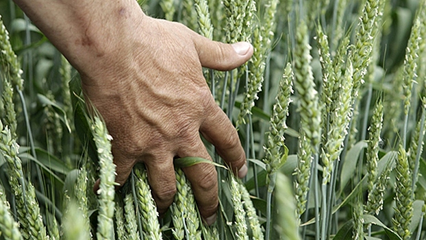 Заброшенные сельхозземли не останутся без хозяина