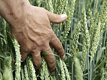 Заброшенные сельхозземли не останутся без хозяина