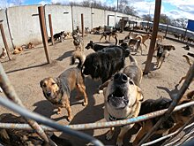 В думе Астрахани предложили наказывать за брошенных домашних животных
