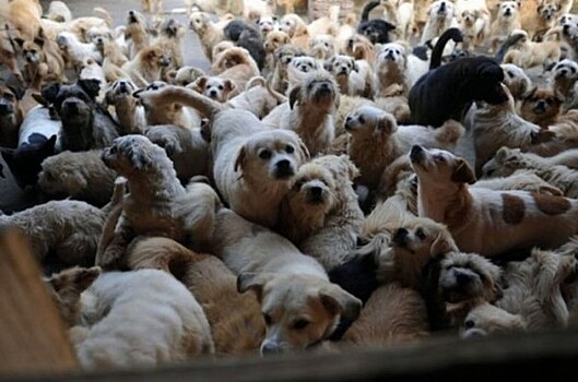 Около 130 собак заболели чумкой в крупнейшем в Екатеринбурге приюте