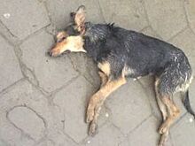 Отравленные собаки и вороны валяются на улицах Георгиевска