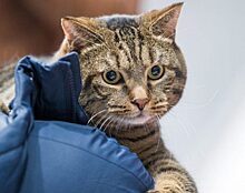 #БРОНЕБАГАЖ: знаменитый кот из Владивостока вдохновил дизайнеров лежанок