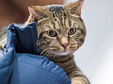 #БРОНЕБАГАЖ: знаменитый кот из Владивостока вдохновил дизайнеров лежанок