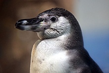 Еще четыре пингвина прибыли в нижегородский зоопарк