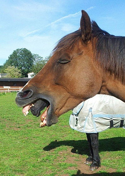 Дареному коню в зубы не смотрят