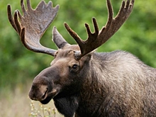 Выбравшийся из леса лось гуляет по Красногвардейскому району Петербурга