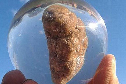 Экскременты из британского музея провезут по всей стране