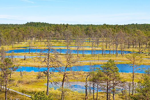 Почему эстонцы гордятся своими болотами