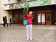 В оранжерее Дарвиновского музея появилось молодое деревце авокадо