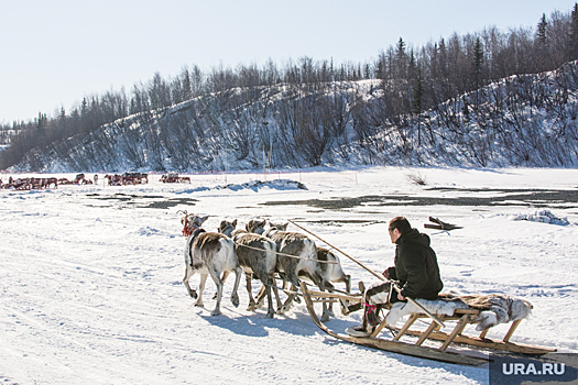Экологи отмечают улучшение состояния окружающей среды на Ямале