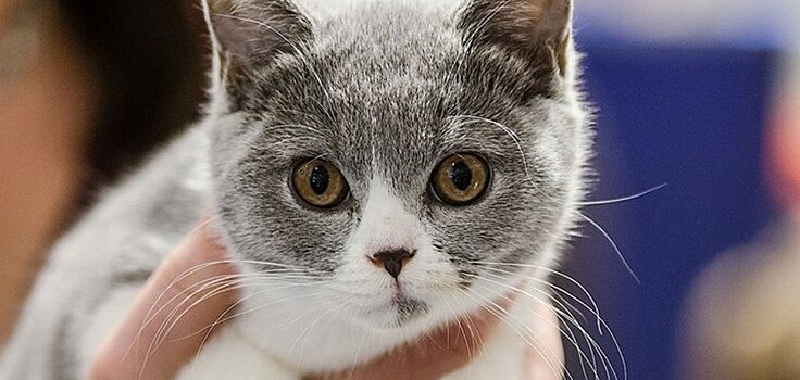 Выставка кошек и цветов, пушистый фестиваль «Хочу домой» и день рождения зоопарка: чем заняться на этой неделе?