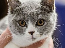 Выставка кошек и цветов, пушистый фестиваль «Хочу домой» и день рождения зоопарка: чем заняться на этой неделе?