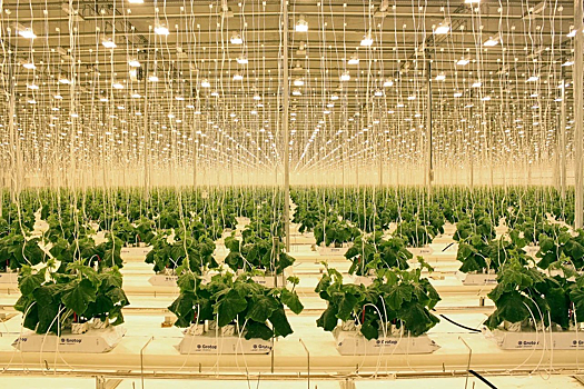 На каждой второй полке: Кузбасс обрёл овощную независимость