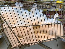 В Пензе перед приездом чиновника в магазине появился сахар