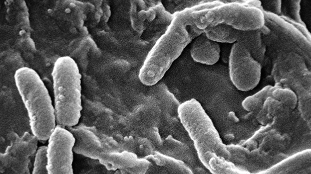 Бактерии ослабевают по мере адаптации в организме